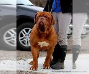 Father of the Dogue de Bordeaux puppies born on 11/05/2020