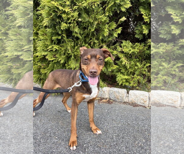 Medium Photo #4 Beagle-Unknown Mix Puppy For Sale in Rockaway, NJ, USA