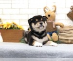 Small Photo #7 Shiba Inu Puppy For Sale in WASHINGTON, DC, USA