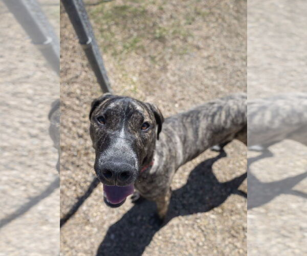 Medium Photo #4 Great Dane-Unknown Mix Puppy For Sale in Estherville, IA, USA