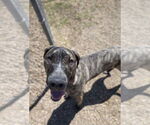Small #3 Great Dane Mix