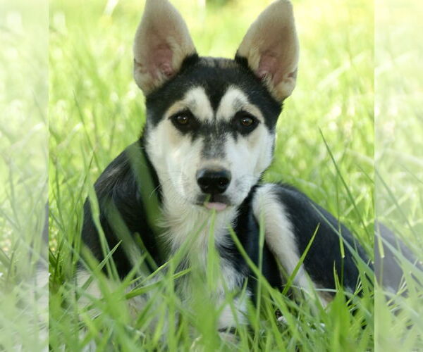 Medium Photo #8 Siberian Husky-Unknown Mix Puppy For Sale in Okolona, MS, USA
