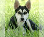 Small #7 Siberian Husky Mix
