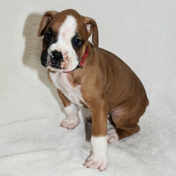 Medium Photo #2 Boxer Puppy For Sale in SINKING SPRING, PA, USA