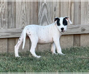 American Staffordshire Terrier-Unknown Mix Dogs for adoption in Holly Springs, NC, USA