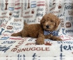 Small #4 Goldendoodle (Miniature)