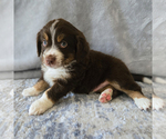 Small Photo #56 Aussiedoodle Miniature -Miniature Bernedoodle Mix Puppy For Sale in CULPEPER, VA, USA
