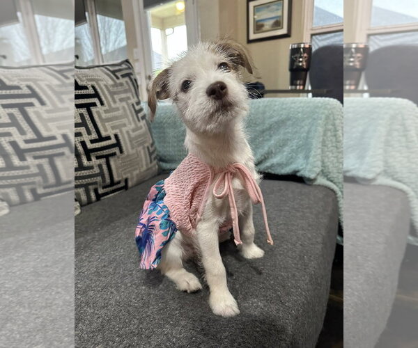 Medium Photo #1 Jack Russell Terrier-Unknown Mix Puppy For Sale in Rosenberg, TX, USA