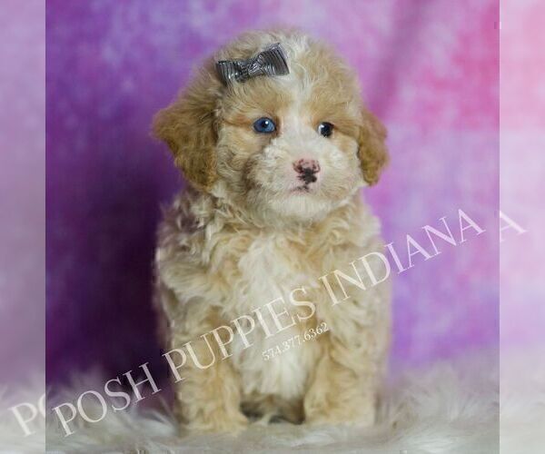 Medium Photo #97 Poodle (Toy) Puppy For Sale in WARSAW, IN, USA