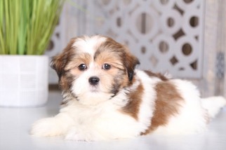 Havashu Puppy for sale in MOUNT VERNON, OH, USA
