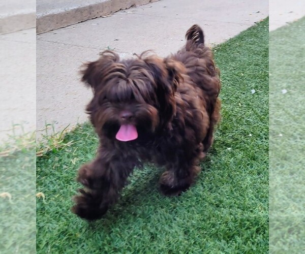 Medium Photo #2 Yorkipoo Puppy For Sale in LAKESIDE, CA, USA