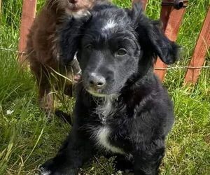 Aussiedoodle Miniature Puppy for sale in LEBANON, OR, USA