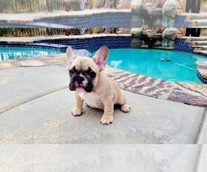 French Bulldog Puppy for Sale in MENIFEE, California USA