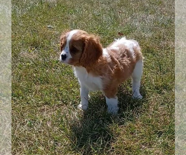 Medium Photo #1 Cavalier King Charles Spaniel Puppy For Sale in PORTAGE, MI, USA