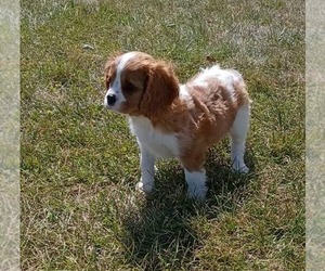 Medium Cavalier King Charles Spaniel