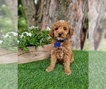 Small #3 Goldendoodle (Miniature)
