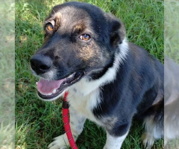 Medium Photo #2 Australian Shepherd-Unknown Mix Puppy For Sale in Canton, CT, USA