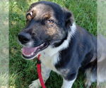 Small #1 Australian Shepherd Mix