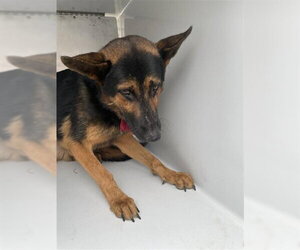 German Shepherd Dog-Unknown Mix Dogs for adoption in Houston, TX, USA