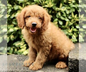 Goldendoodle (Miniature) Puppy for sale in LEOLA, PA, USA