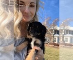 Small Photo #5 Bordoodle Puppy For Sale in CABERY, IL, USA