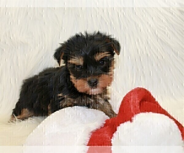 Medium Photo #8 Yorkshire Terrier Puppy For Sale in JACKSONVILLE, FL, USA