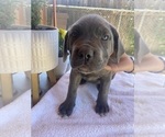 Puppy 4 Cane Corso