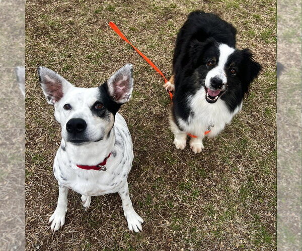 Medium Photo #2 Australian Shepherd Puppy For Sale in Canton, CT, USA