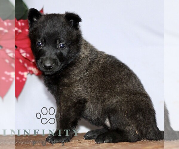 Medium Photo #1 Belgian Malinois Puppy For Sale in STRASBURG, PA, USA
