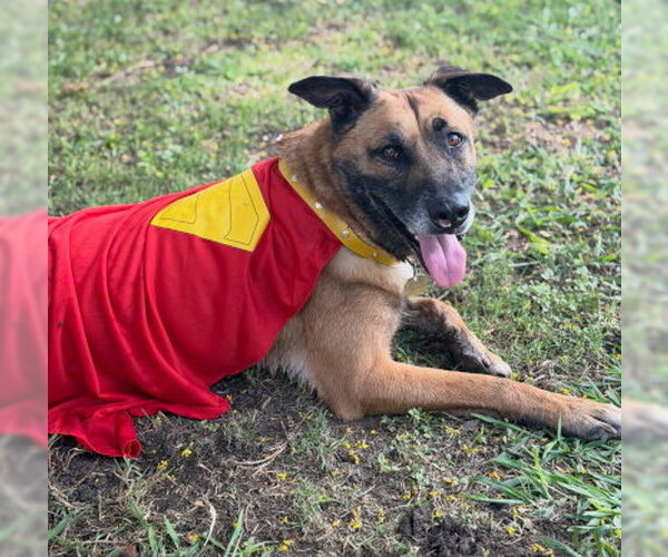 Medium Photo #3 Mutt Puppy For Sale in Ventura, CA, USA