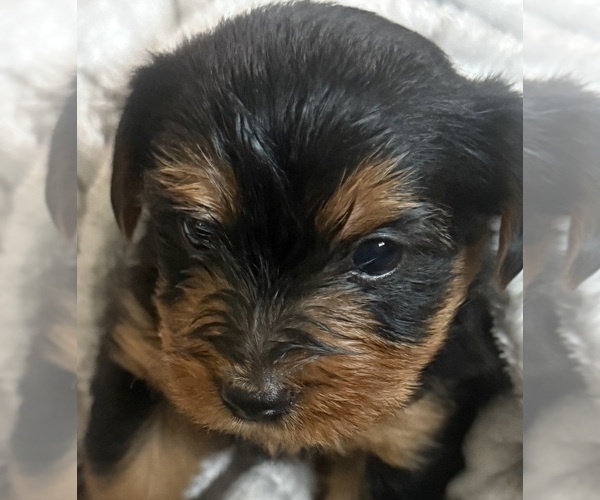 Medium Photo #1 Yorkshire Terrier Puppy For Sale in OCEANSIDE, CA, USA