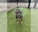 Small #1 Mutt