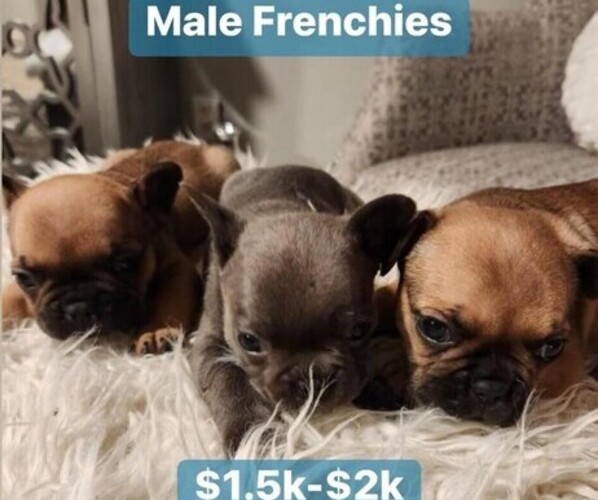 Full screen Photo #7 French Bulldog Puppy For Sale in WICHITA, KS, USA
