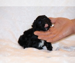 Poodle (Toy) Puppy for sale in DYERSBURG, TN, USA