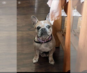 French Bulldog Dogs for adoption in Hayward, CA, USA