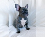Small Photo #7 French Bulldog Puppy For Sale in BRIDGEWATER, NJ, USA
