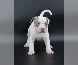 American Bully Puppy for sale in CHAMPAIGN, IL, USA