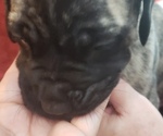 Small Photo #4 Mastiff Puppy For Sale in TENN COLONY, TX, USA