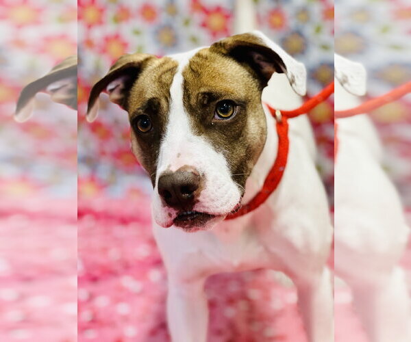 Medium Photo #2 Mutt Puppy For Sale in Jackson , NJ, USA