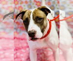 Small #1 Mutt