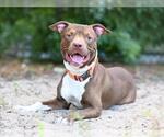 Small Labrador Retriever Mix