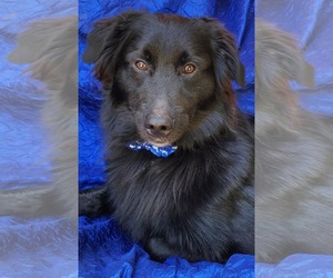 Border Collie-Unknown Mix Dogs for adoption in Cuba, NY, USA