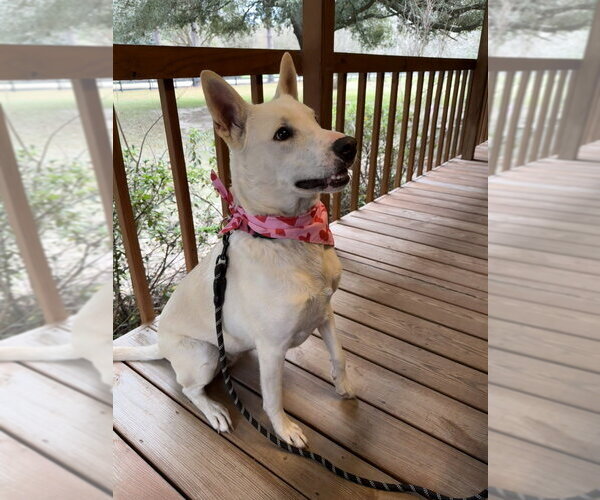 Medium Photo #4 Mutt Puppy For Sale in Oak Bluffs, MA, USA