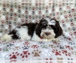 Small #5 ShihPoo