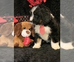 Small Photo #1 Bernedoodle Puppy For Sale in DALE, IN, USA