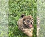 Small #3 Poovanese