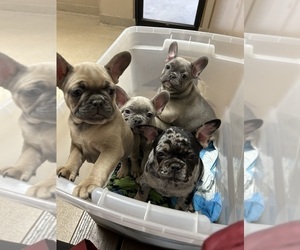 French Bulldog Puppy for sale in FAIRMONT, WV, USA