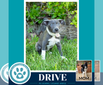 Small Photo #5 Borador Puppy For Sale in Kimberton, PA, USA