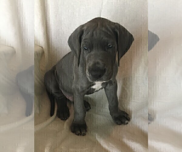 Medium Photo #5 Great Dane Puppy For Sale in LAKE WALES, FL, USA