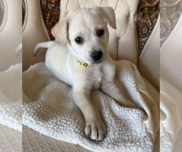 Medium Photo #1 Mutt Puppy For Sale in Mundelein, IL, USA